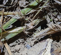 Micrommata virescens