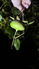 Sonneratia caseolaris