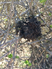 Crematogaster peringueyi