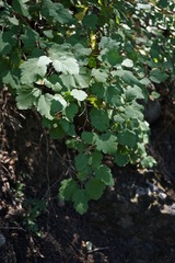 Physocarpus malvaceus