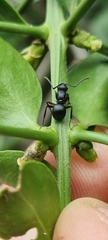 Polyrhachis viscosa