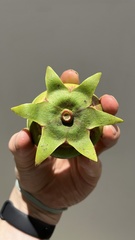 Sonneratia caseolaris