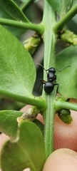 Polyrhachis viscosa