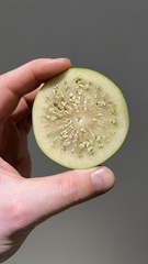 Sonneratia caseolaris