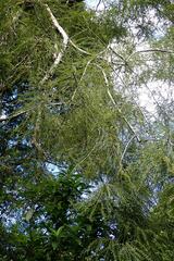 Sophora longicarinata