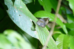 Bebearia sophus