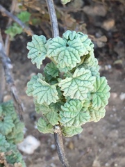 Pseudodictamnus africanus