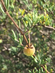 Roepera spinosa