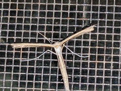 Stenoptilia zophodactylus