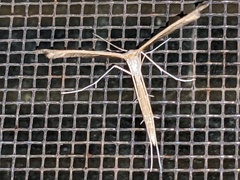 Stenoptilia zophodactylus