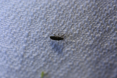 Lygaeoidea