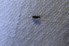 Lygaeoidea