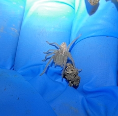 Micrommata virescens