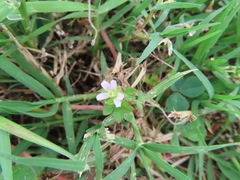 Geranium carolinianum