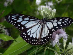 Ideopsis juventa