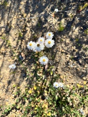 Hyalosperma cotula