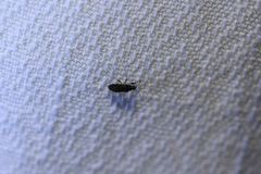 Lygaeoidea