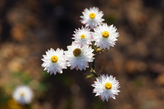 Hyalosperma cotula