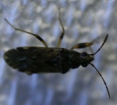 Lygaeoidea