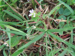 Geranium carolinianum