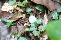 Leptosia wigginsi