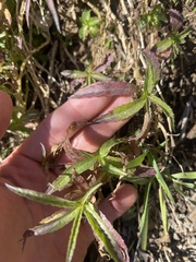 Palmerella debilis serrata