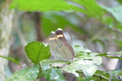 Euphaedra harpalyce