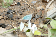 Nepheronia thalassina
