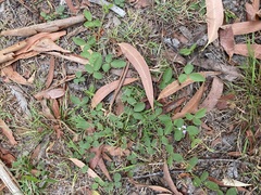 Glycine tabacina