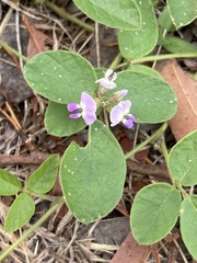 Glycine tabacina