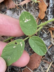 Glycine tabacina