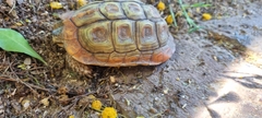 Homopus areolatus