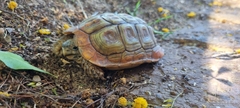 Homopus areolatus