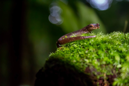 Bolitoglossa chinanteca
