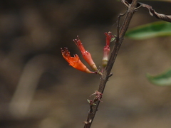 Woodfordia fruticosa