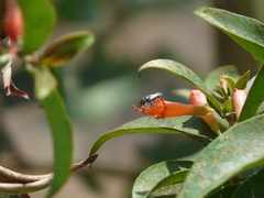 Woodfordia fruticosa