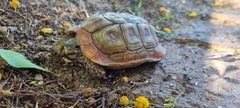 Homopus areolatus