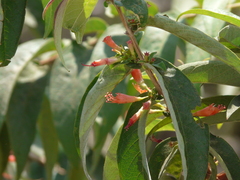 Woodfordia fruticosa