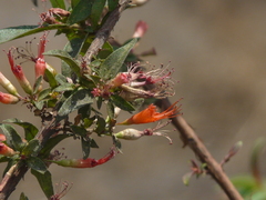 Woodfordia fruticosa