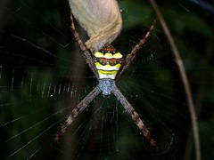 Argiope intricata