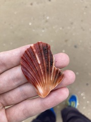 Pecten fumatus