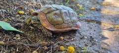 Homopus areolatus