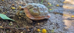 Homopus areolatus