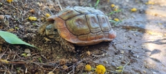 Homopus areolatus