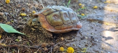 Homopus areolatus