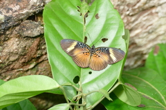 Pseudacraea dolomena
