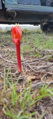 Haemanthus sanguineus