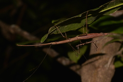 Candovia granulosa