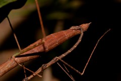 Candovia granulosa