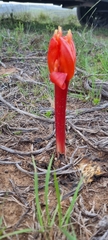 Haemanthus sanguineus